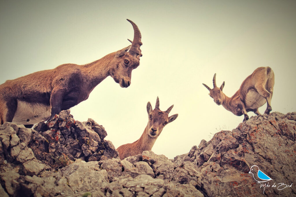 Steinbock auf dem Pilatus